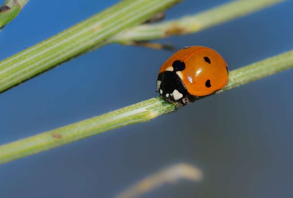 Animal arthropod beautiful photo