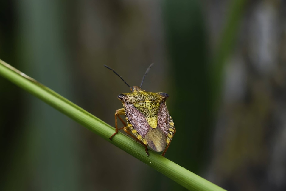 Animal arthropod beautiful image