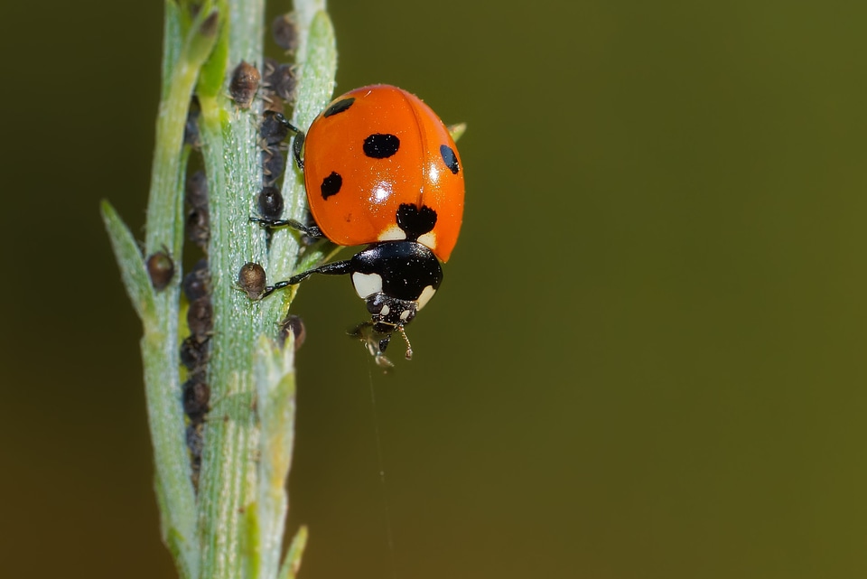 Animal arthropod beautiful photo