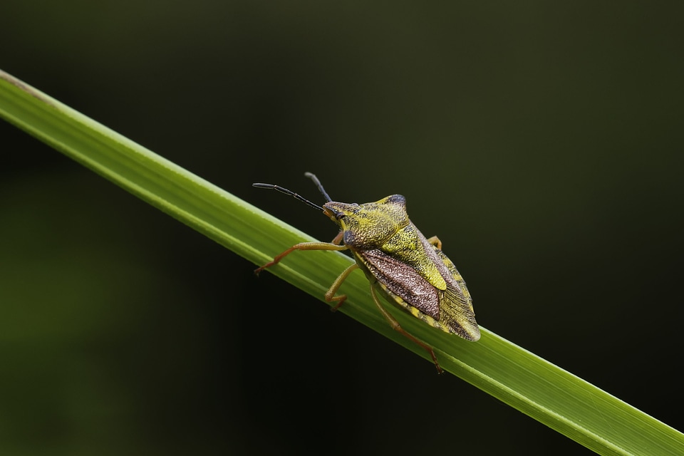 Animal arthropod beautiful image