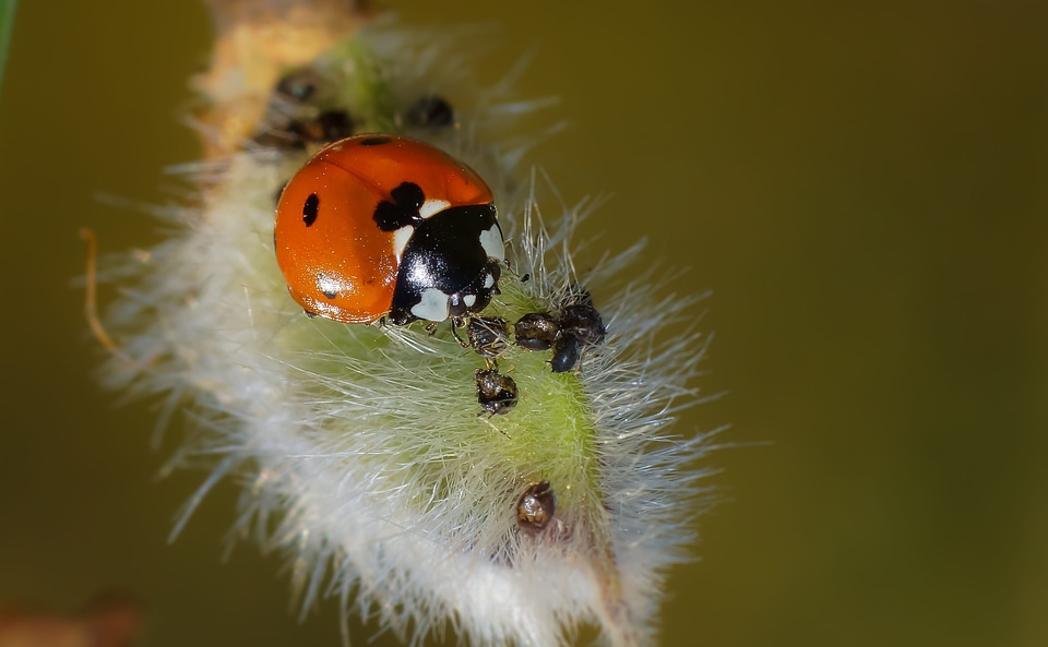 Animal arthropod beautiful photo