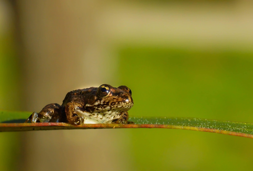 Amphibian animal beautiful image