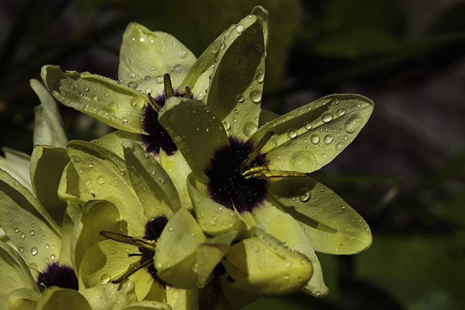 Beautiful beautiful flowers beautiful image
