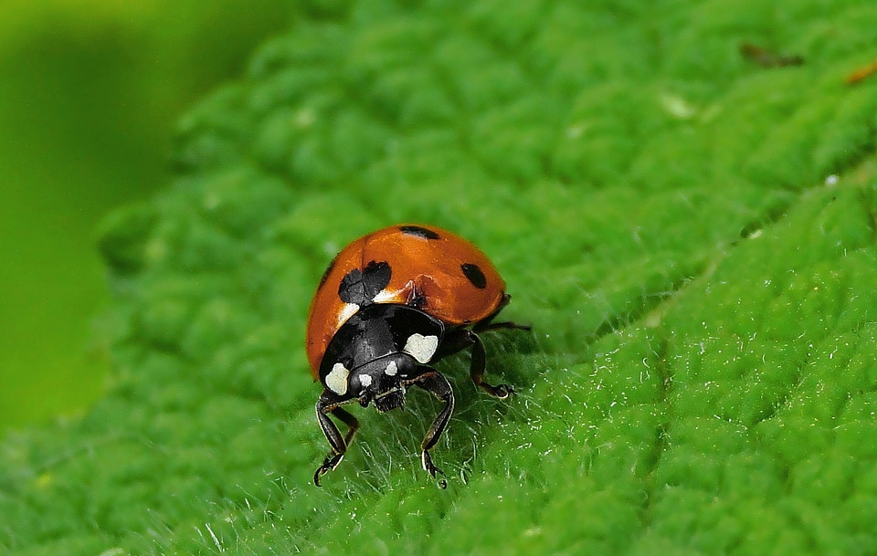 Animal arthropod beautiful photo