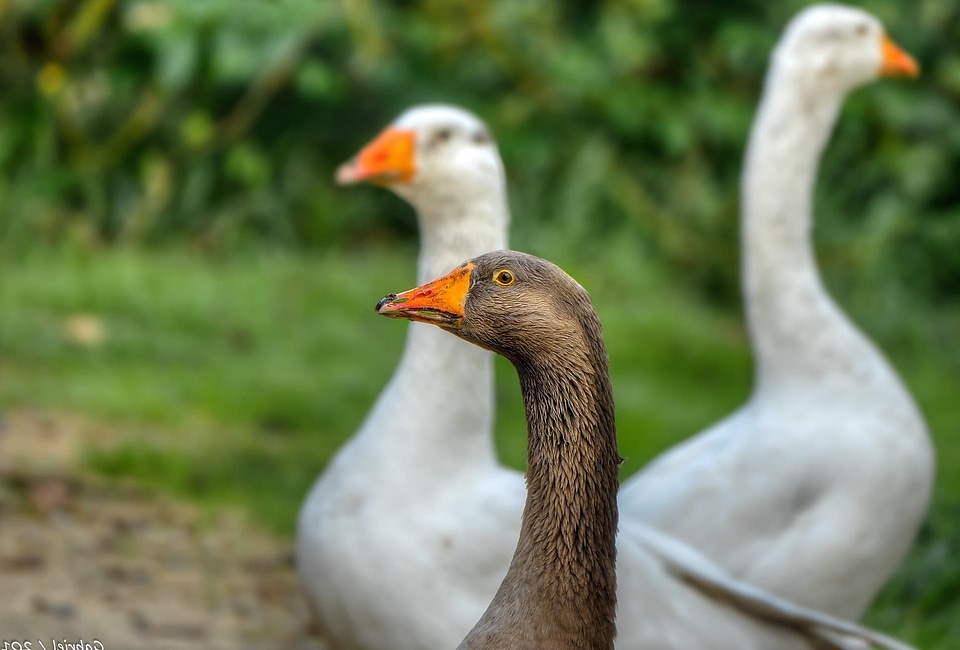 Animal avian beak