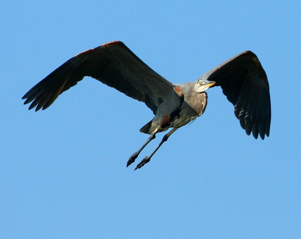 Animal avian beak