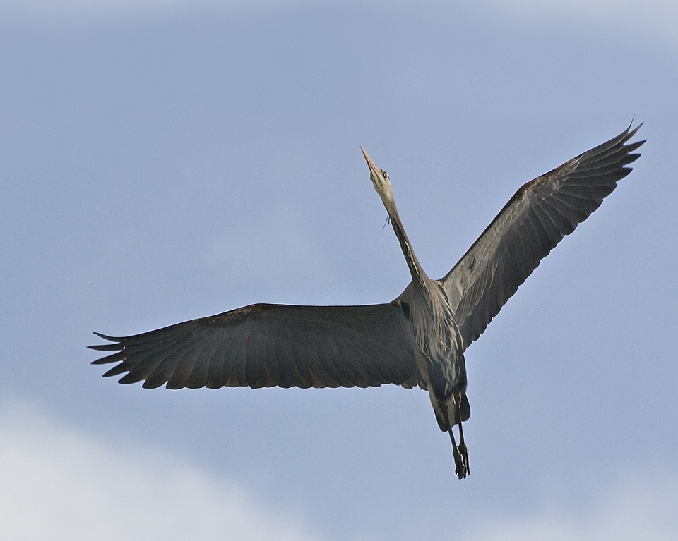 Animal avian beak