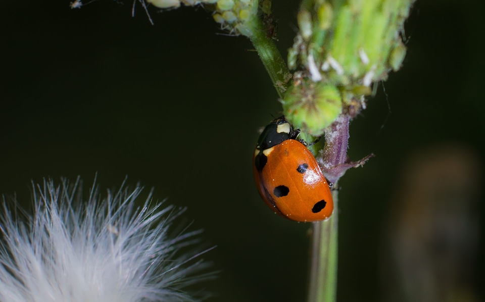 Animal arthropod beautiful image