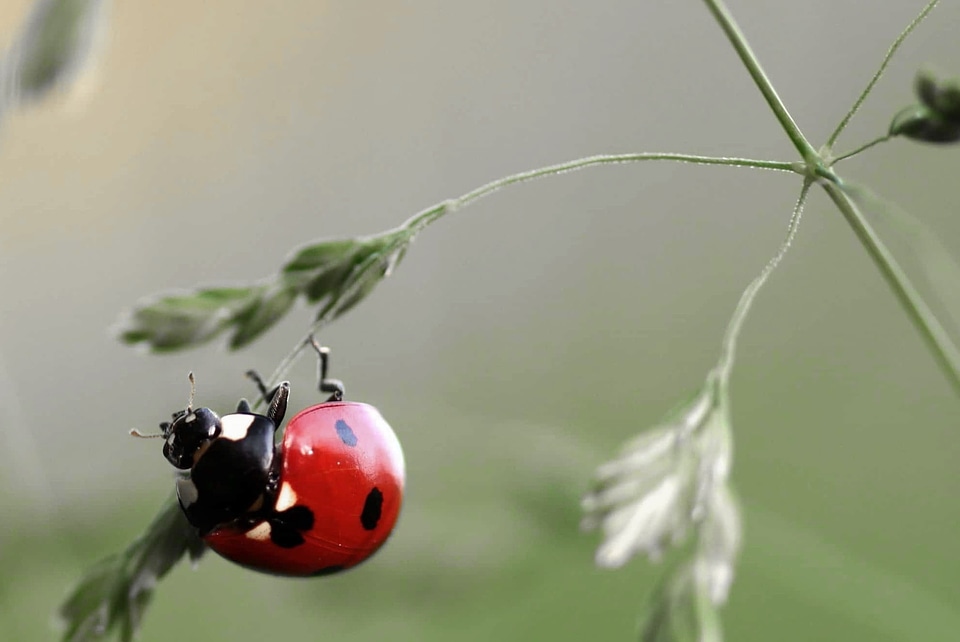 Animal arthropod beautiful image