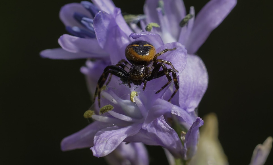 Animal arthropod beautiful