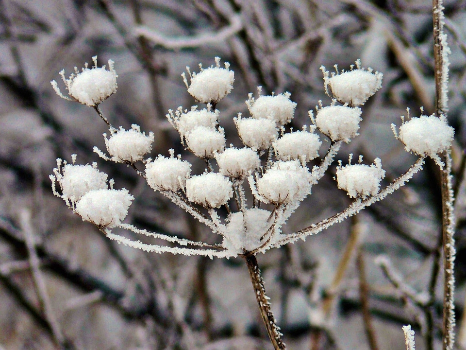Beautiful Flowers beautiful photo branch