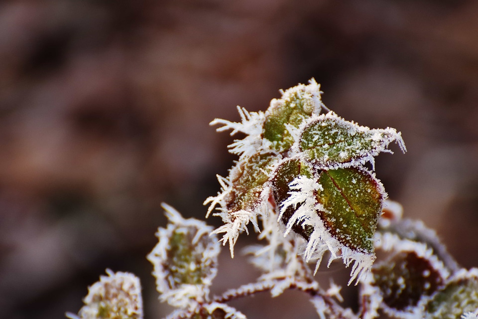 Blossom branch branches