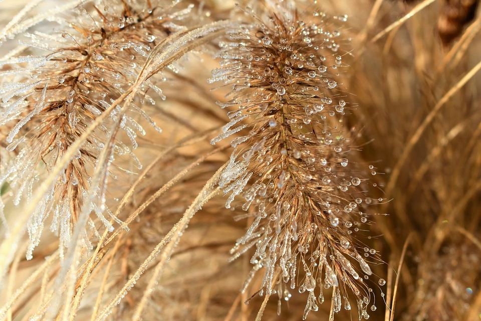 Agriculture beautiful photo cereal