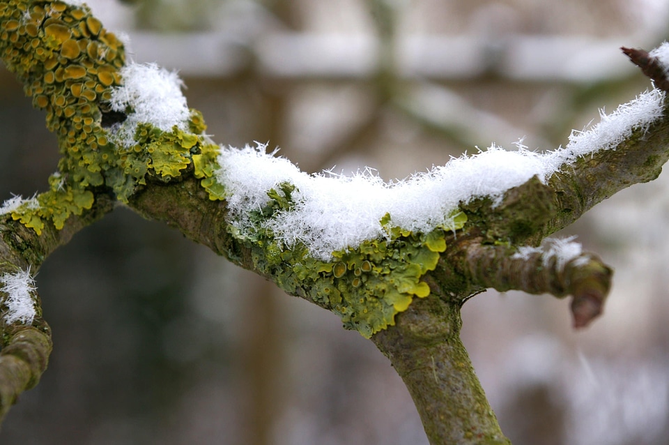 Branch ecology environment