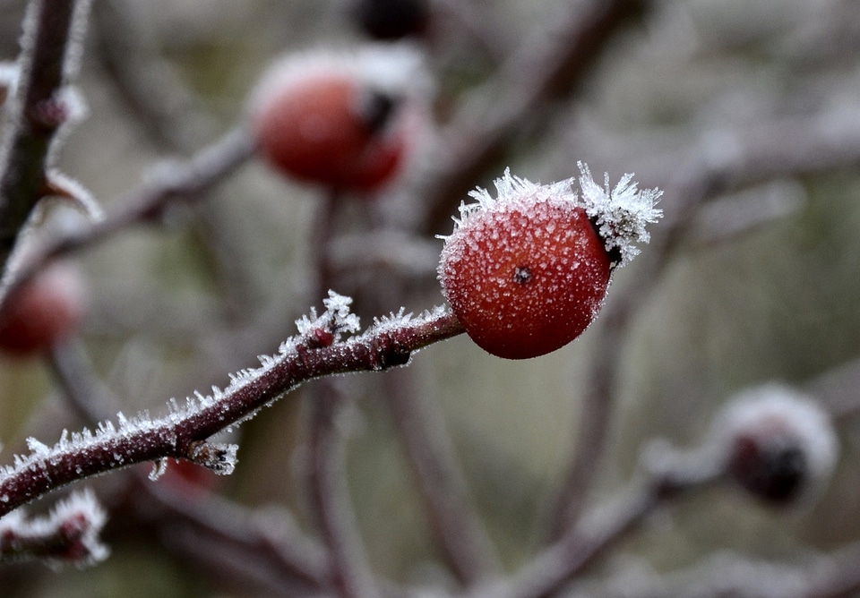 Berry branch branches