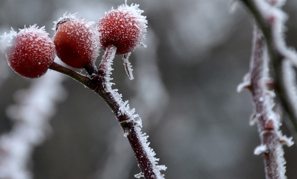 Branch branches cold
