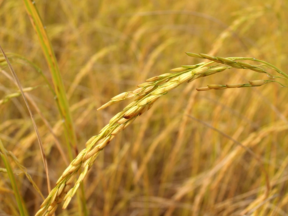 Agriculture barley cereal