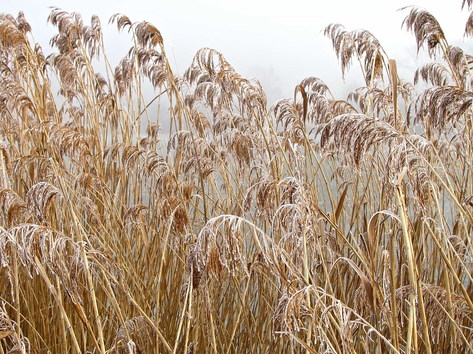 Agriculture cereal cloud