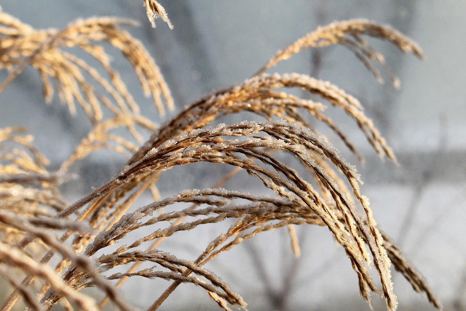 Agriculture cereal cloud