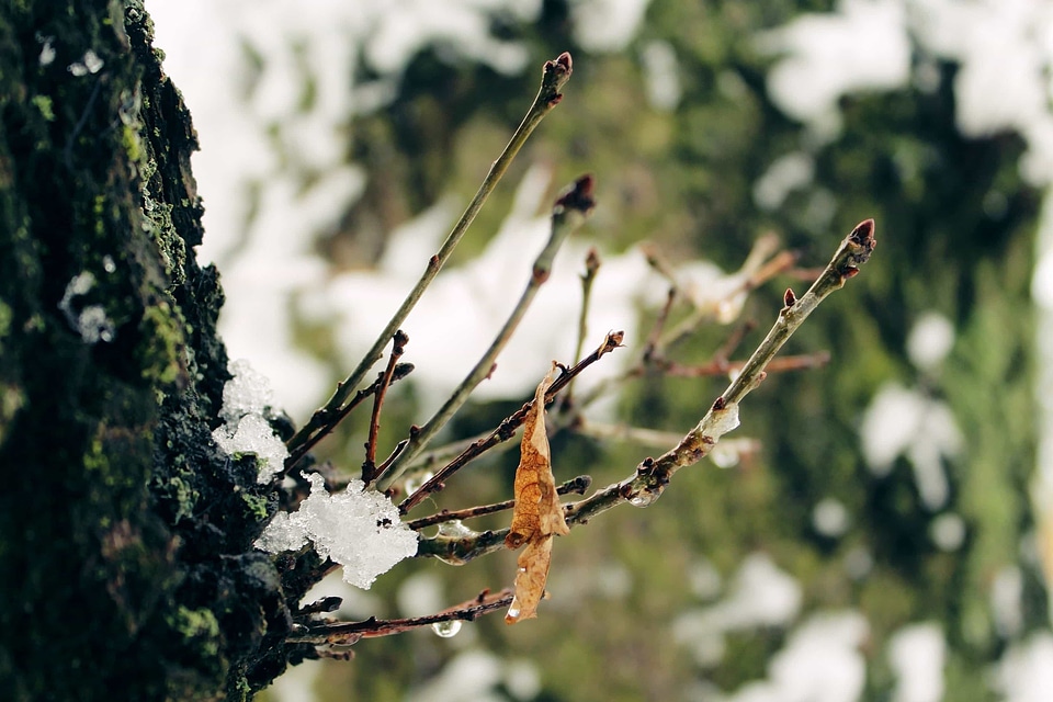 Branch cloud ecology