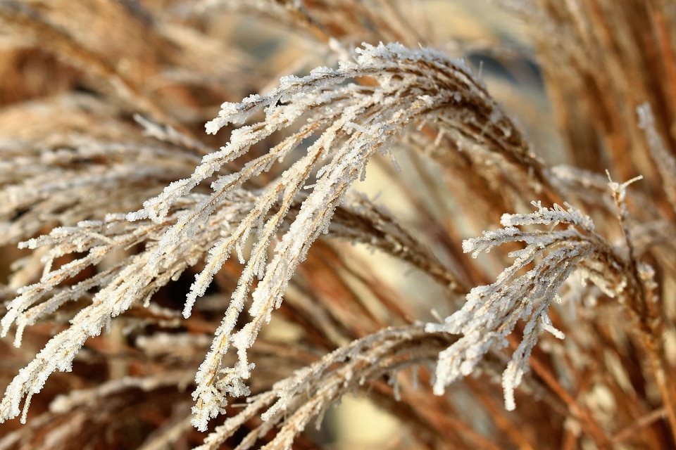 Agriculture beautiful photo cereal