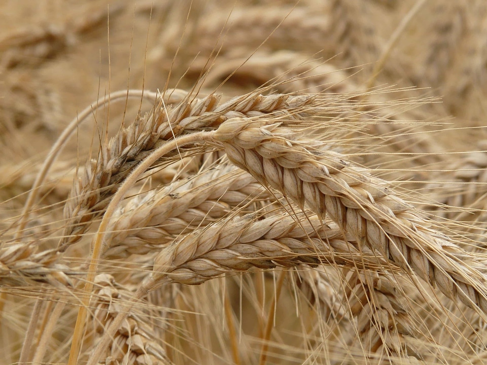 Agricultural agriculture autumn