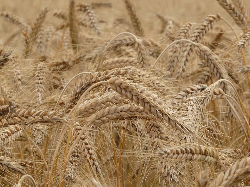Agricultural agriculture autumn