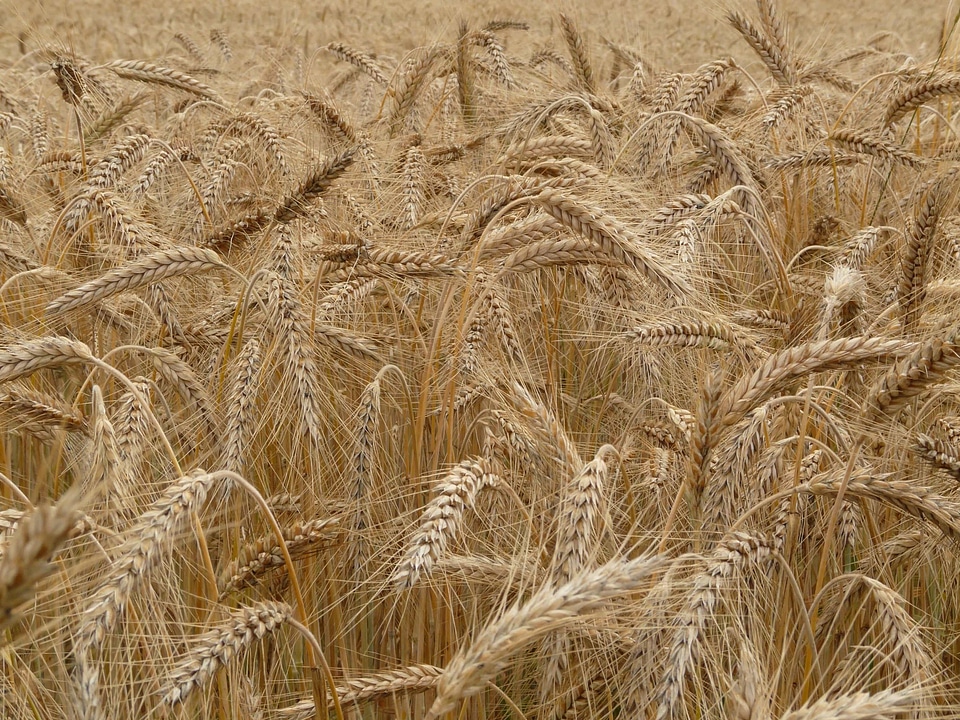 Agricultural agriculture barley