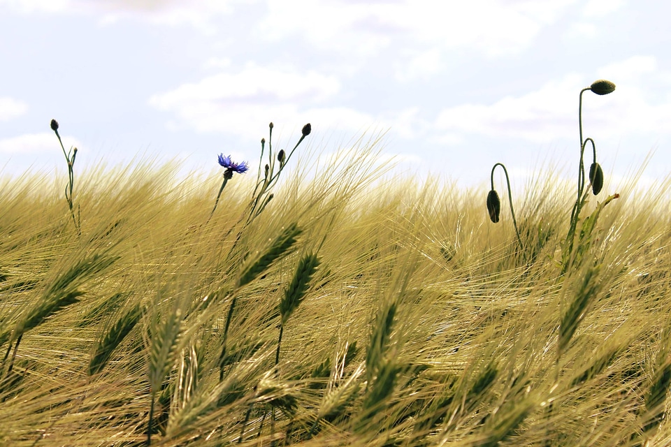 Agricultural agriculture barley