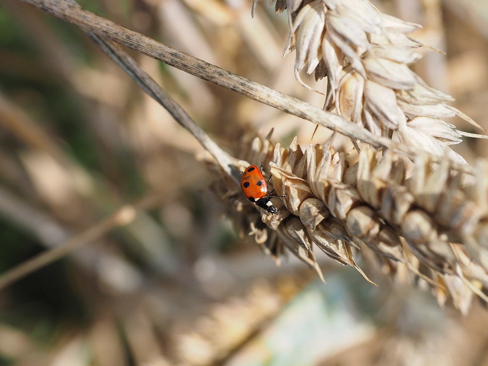 Agricultural agriculture animal