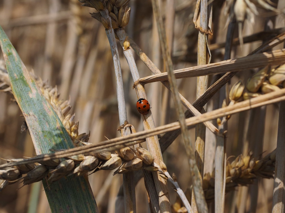 Agricultural agriculture animal