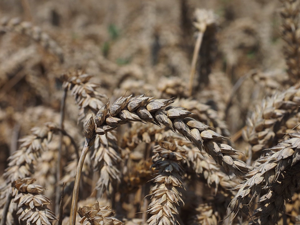 Agricultural agriculture animal