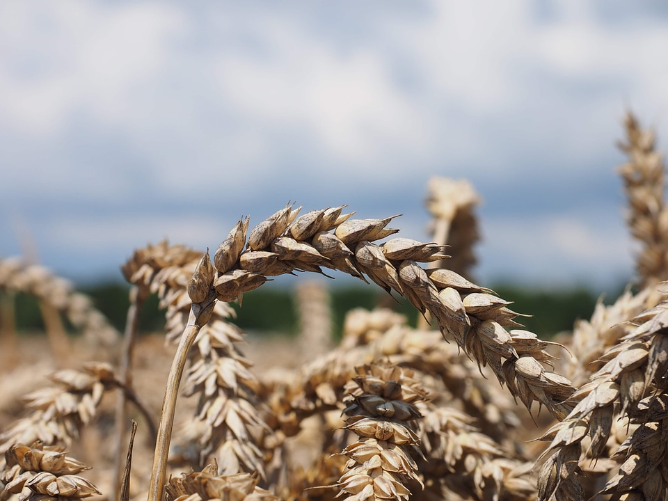 Agricultural agriculture barley