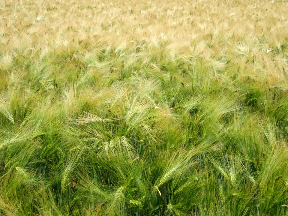Agricultural agriculture cereal