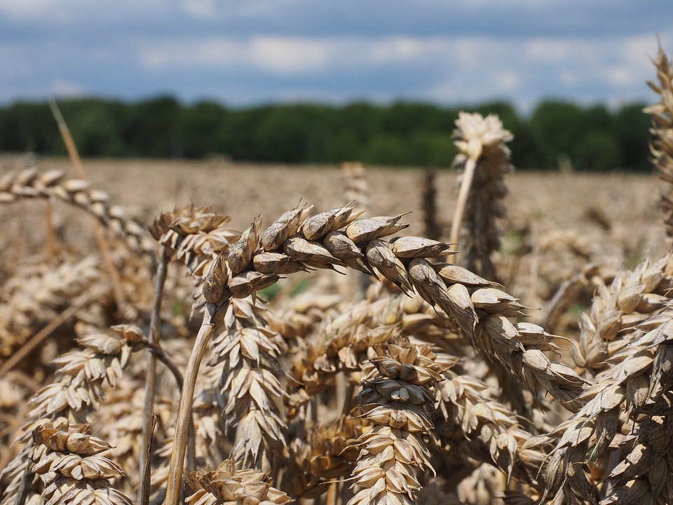 Agricultural agriculture barley