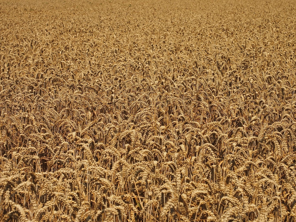 Agricultural agriculture cereal