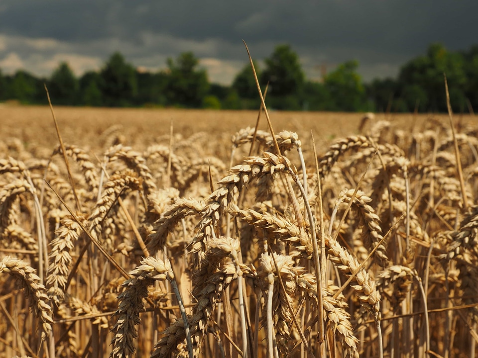 Agricultural agriculture barley