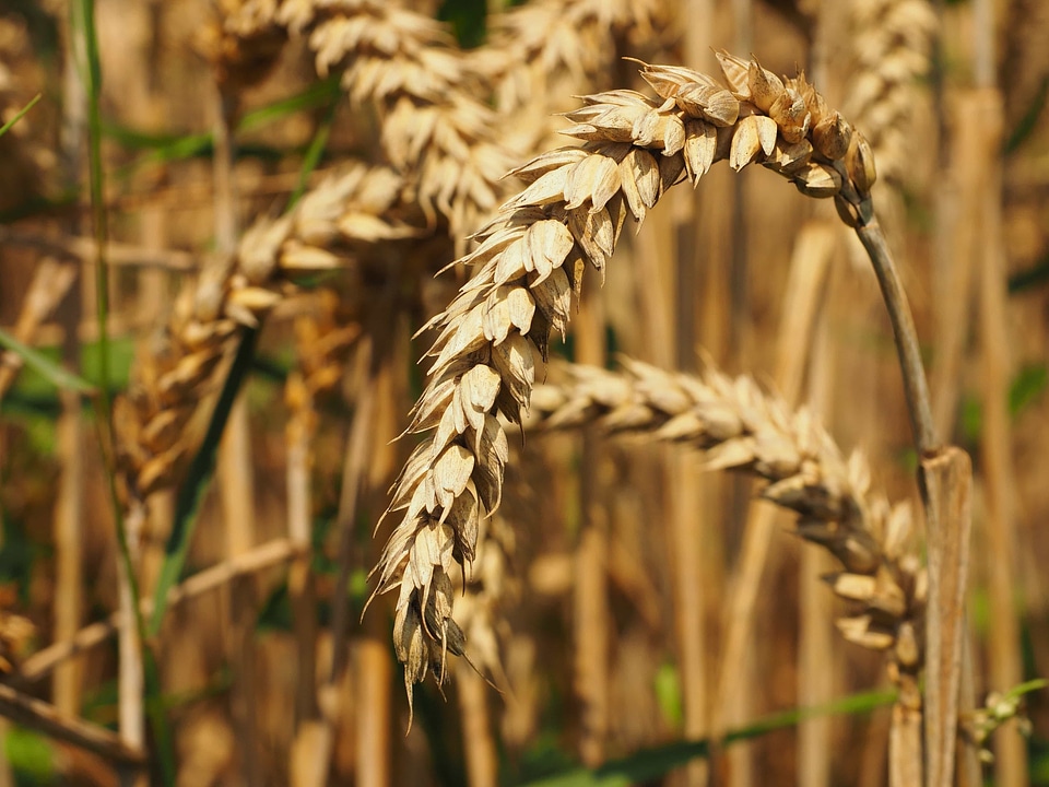 Agricultural agriculture barley