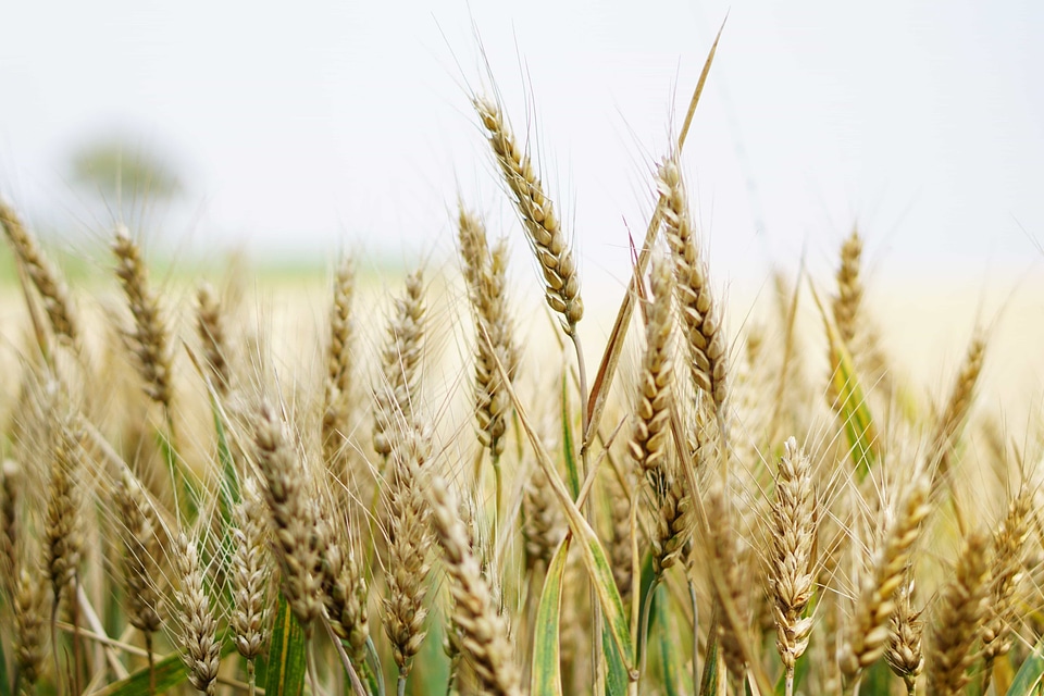 Agricultural agriculture barley