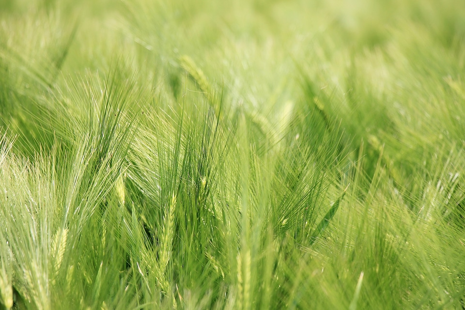 Agricultural agriculture beautiful photo
