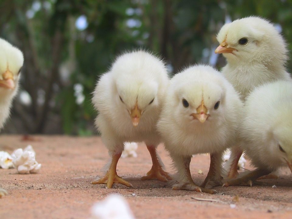 Poultry cute perspective