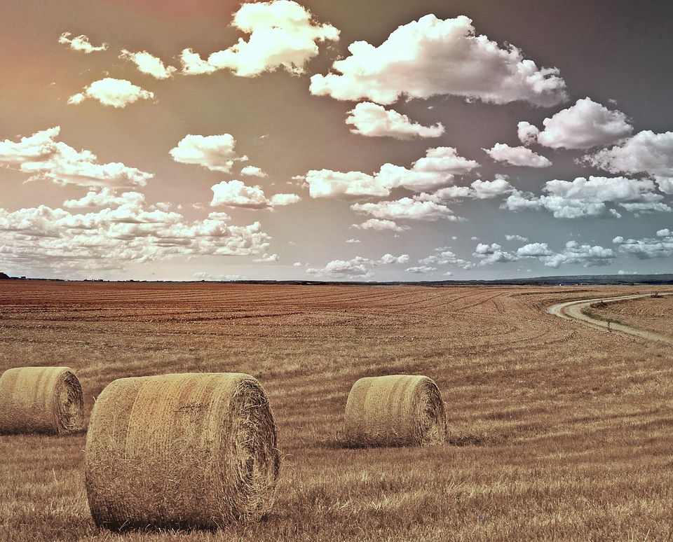 Agricultural agriculture autumn