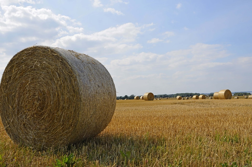 Agricultural agriculture autumn