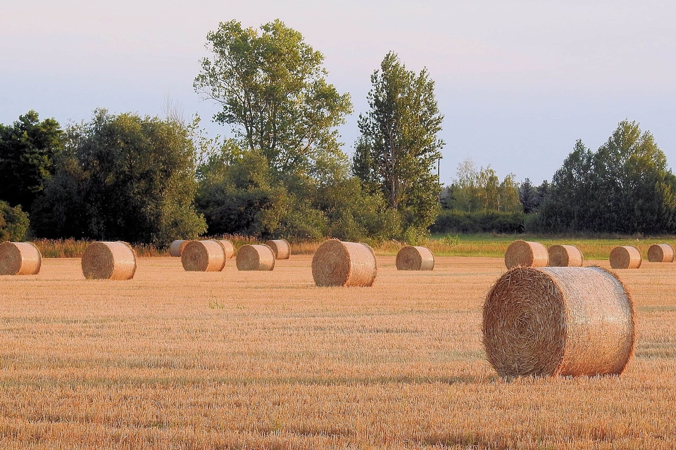 Agricultural agriculture autumn
