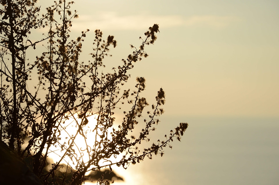 Almond backlight branch