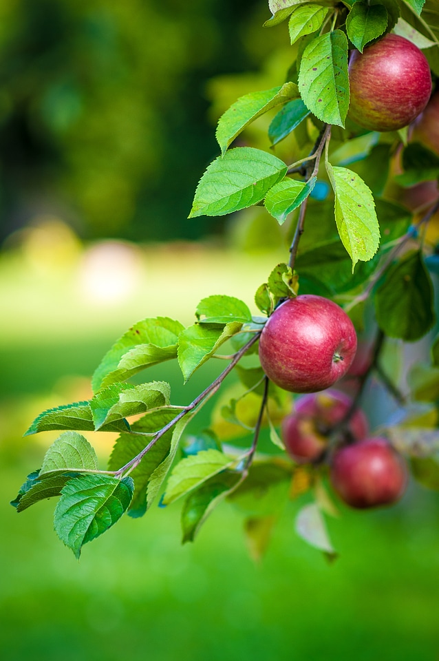 Food branch with apples apples