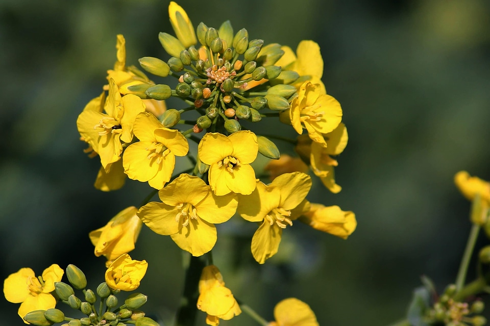 Agricultural agriculture beautiful flowers