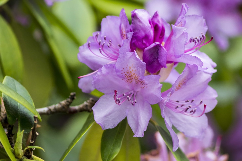 Beautiful Flowers beautiful photo bloom