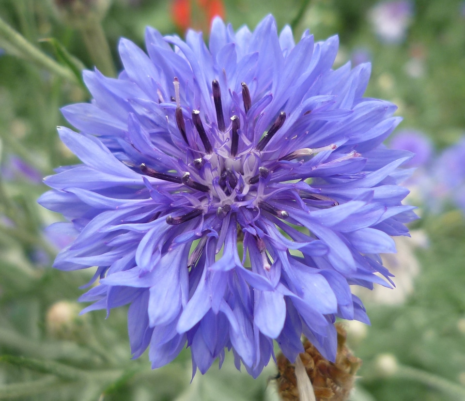 Blueberry flower garden