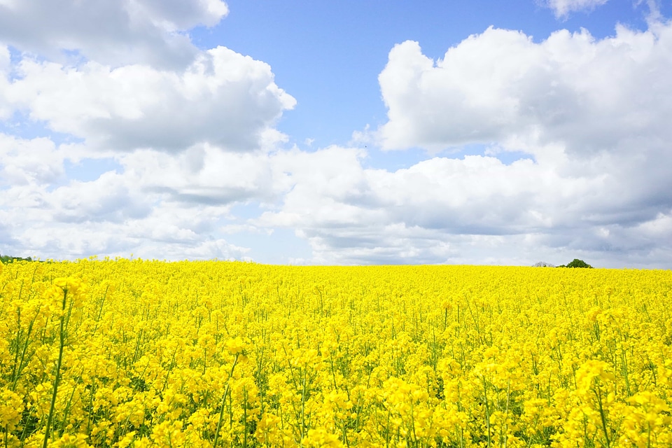Agriculture beautiful flowers blooming